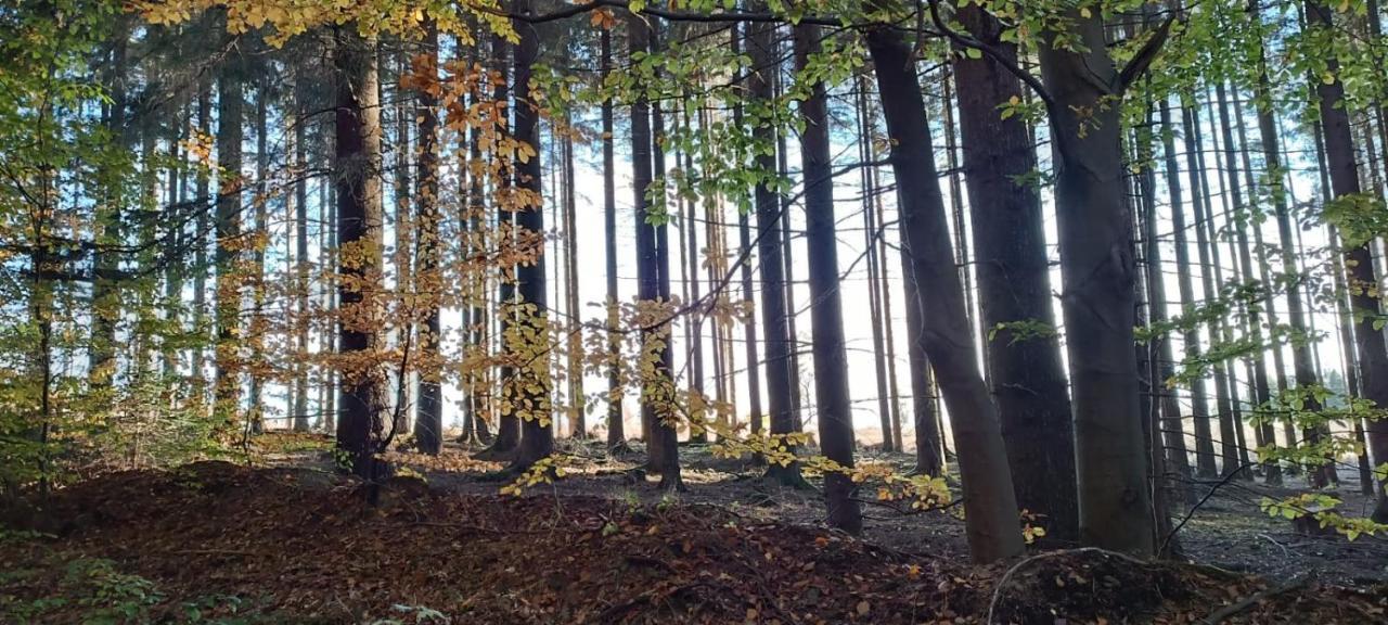 Harzquartier Lägenhet Friedrichsbrunn Exteriör bild